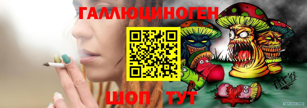 Галлюциногенные грибы Psilocybe Гусев